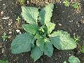 برنجاس، گانیل،  Borago advena, Borago aspera, Borago hortensis، Starflower, Bee Bread, Blue Borage